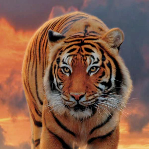 Vincent Hie Rising Tiger Moto E5 Play Skin